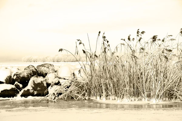 Winter riet — Stockfoto