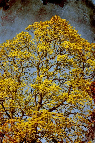 Árbol gruñón —  Fotos de Stock