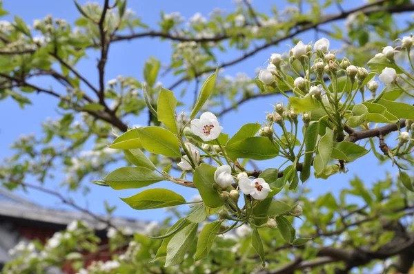 Gruszowe drzewo kwitnące — Zdjęcie stockowe