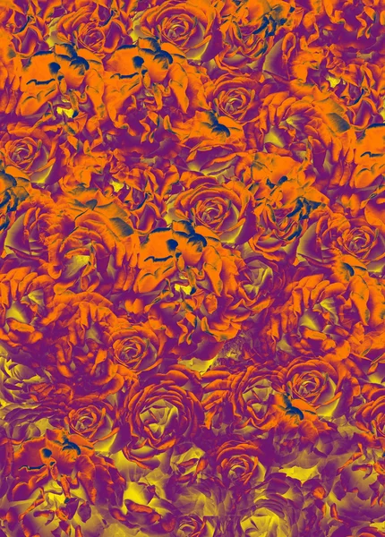 Růže v fialová oranžová — Stock fotografie