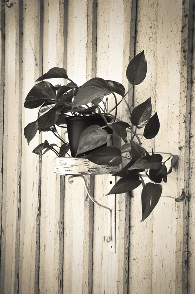 Sepia shelf — Stock Photo, Image