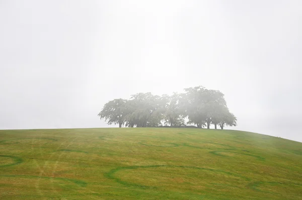 Mistige bomen op de begraafplaats van de bossen in Zweden — Stockfoto