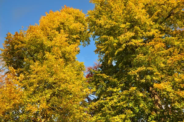 Верхушки осенних деревьев — стоковое фото