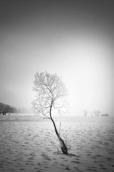 Árvore de inverno em preto e branco — Fotografia de Stock