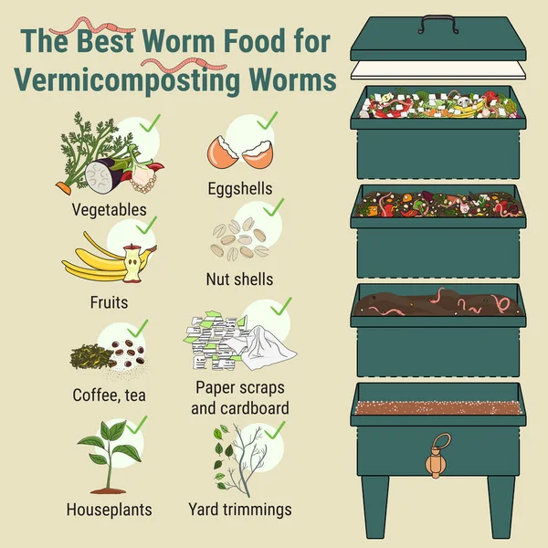 Infográfico Vermicompostagem Que Compor Compostagem Vermes Reciclagem Resíduos Orgânicos Composto — Vetor de Stock