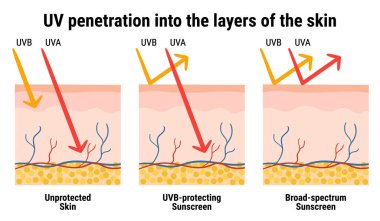 Derinin katmanlarında ultraviyole ışınlar var. UVA ve UVB ışınlarına karşı güneş kremi koruması bilgisi. Deri anatomisi. Geniş spektrumlu güneş kremi. El çizimi organik vektör çizimi. 
