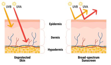 Derinin katmanlarında ultraviyole ışınlar var. UVA ve UVB ışınlarına karşı güneş kremi koruması bilgisi. Deri anatomisi. Geniş spektrumlu güneş kremi. El çizimi organik vektör çizimi. 