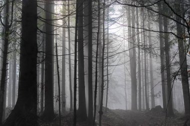 Dağ ormanında şafak vakti