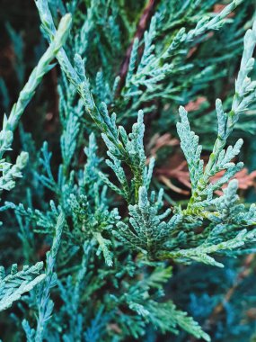 Ağaç dallarının makro fotoğrafı