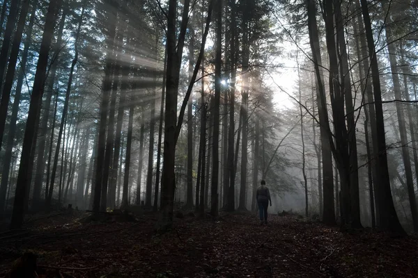 Dağ ormanında şafak vakti