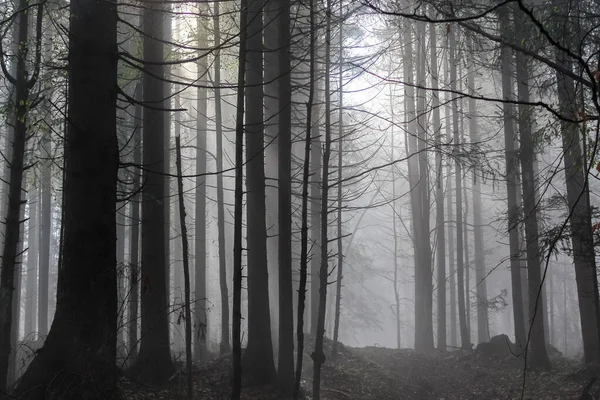 Dağ ormanında şafak vakti