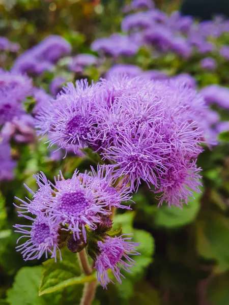 Purple summer flowers in the garden