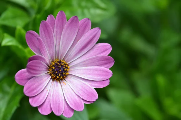 Beautiful purple fanfare flower in a meadow — Stock Photo, Image