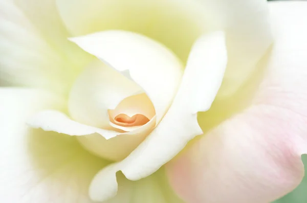 Beautiful white rose flower head — Stock Photo, Image