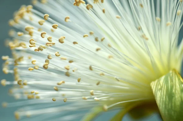 Detail Blume des Rasierbuschbaums — Stockfoto