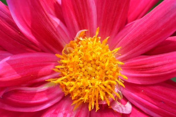 美しい花の牧草地で — ストック写真