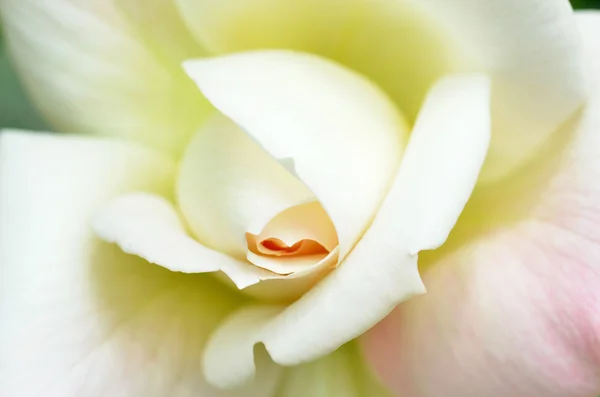 Beautiful white rose flower head — Stock Photo, Image