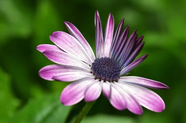 Schöne lila Fanfarenblume auf einer Wiese — Stockfoto