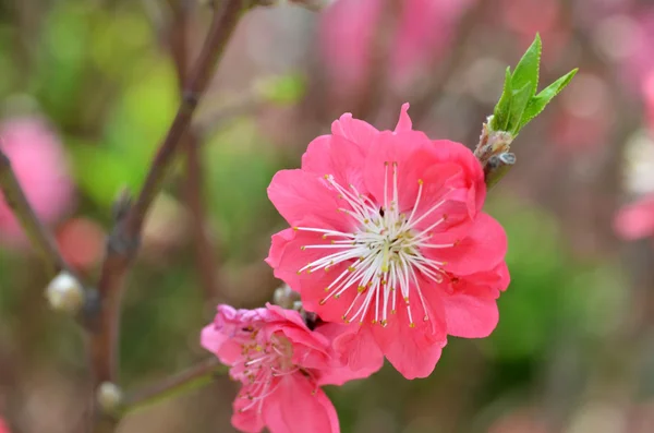 Japonca kayısı çiçeği — Stok fotoğraf