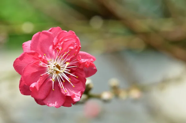 Japanese apricot blossom — Stock Photo, Image