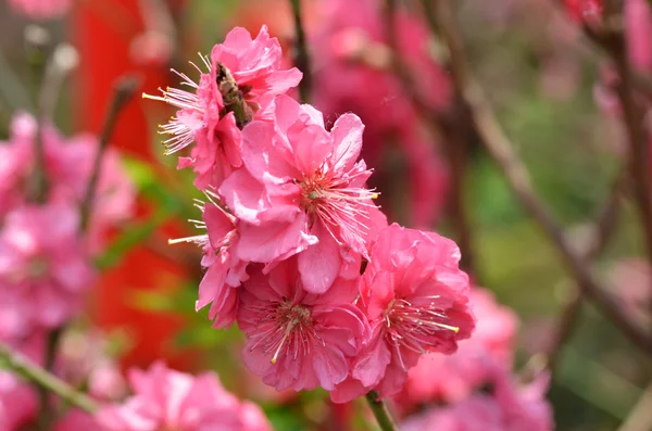 Japonca kayısı çiçeği — Stok fotoğraf