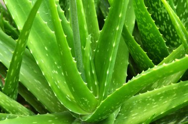 Aloe Vera Fabrikası 'nı kapatın.,