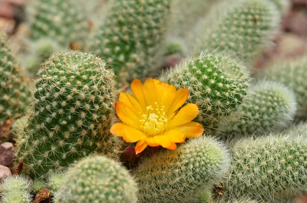 Cactus con flor amarilla —  Fotos de Stock