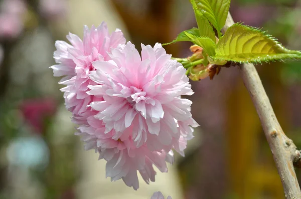 Pink  flowers blossom — Stock Photo, Image