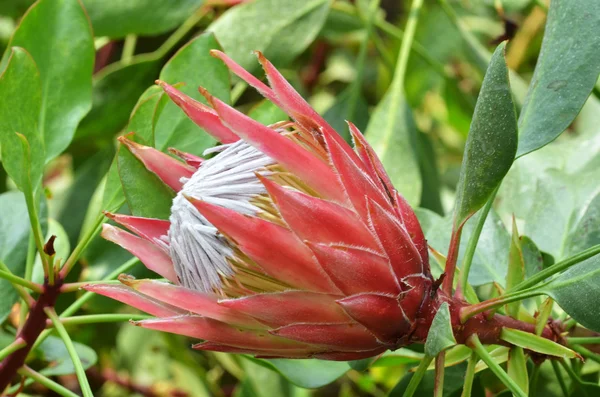 Rei arbusto de açúcar — Fotografia de Stock