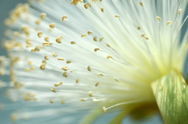 Detail flower of shaving bush tree Royalty Free Stock Photos