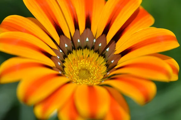 Bela flor em um prado — Fotografia de Stock