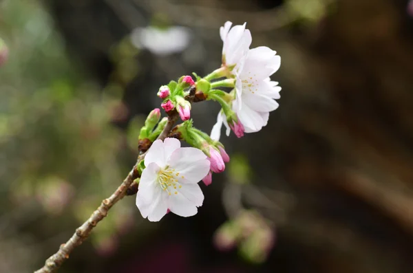 Sakura, il famoso fiore del Giappone — Foto Stock
