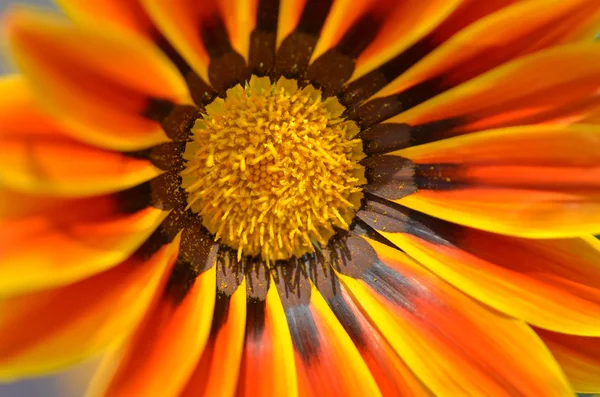 Красивый цветок на лугу — стоковое фото