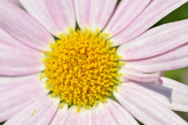 Bel primo piano fiore viola — Foto Stock