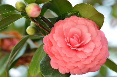 Parlak pembe Japon kamelya çiçek çiçeklenme