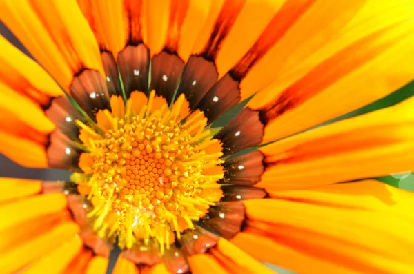 Bela flor em um prado — Fotografia de Stock