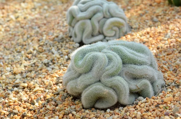 Cactus cerebrale nei giardini vicino alla baia Singapore — Foto Stock