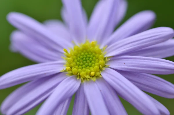 Bel primo piano fiore viola — Foto Stock