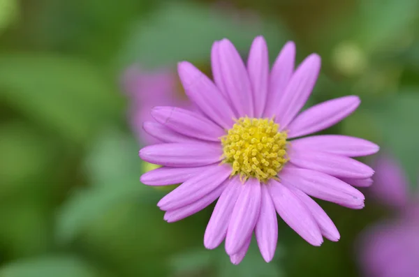Mooie paarse bloem closeup — Stockfoto