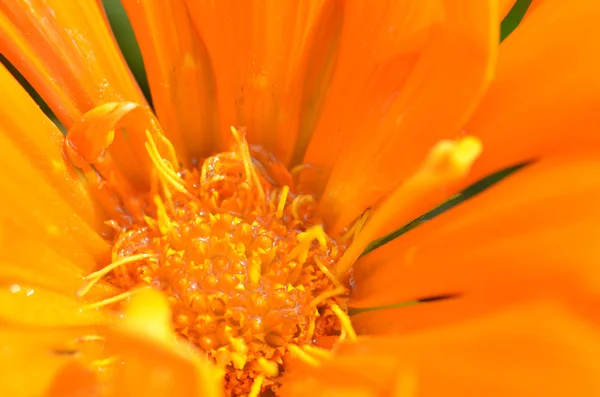 美しい花の牧草地で — ストック写真