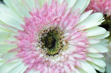 Beyaz ve pembe krizantem