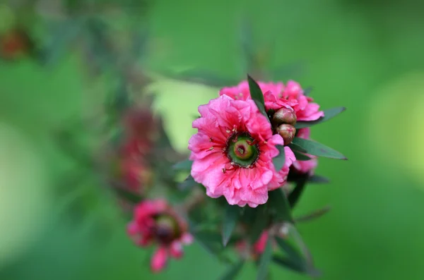 Manuka myrtle's white-pink flower blooming — Stock Photo, Image