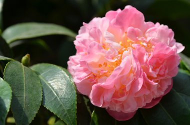 Pembe camelia çiçek