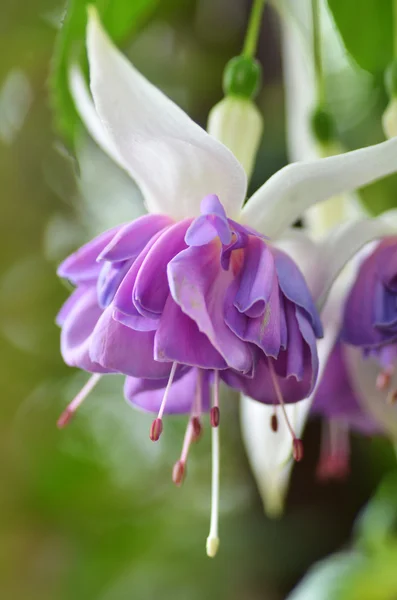 Ballerina Fiori nei giardini vicino alla baia — Foto Stock