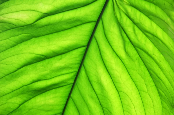 Tree green leaf close up — Stock Photo, Image