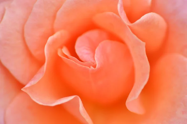 Μακροεντολή πυροβολισμό ένα ροζ τριαντάφυλλο — Φωτογραφία Αρχείου