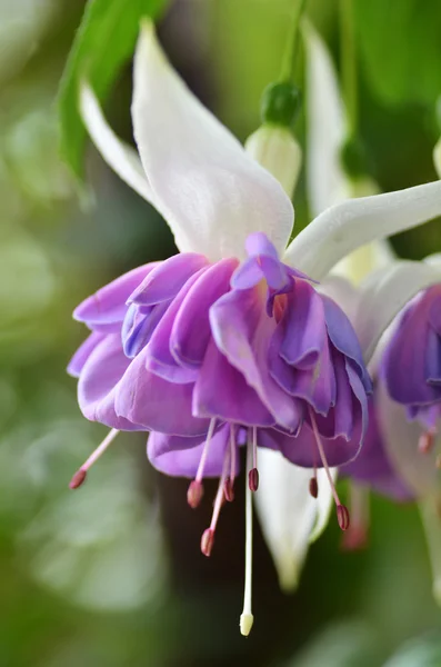 Ballerina Fiori nei giardini vicino alla baia — Foto Stock