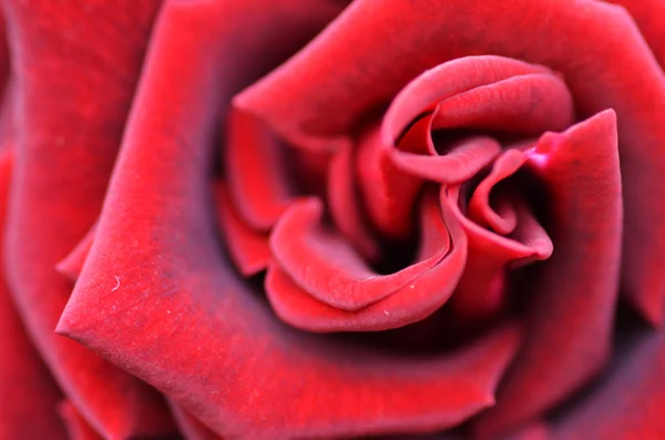 Макроснимок красной розы — стоковое фото