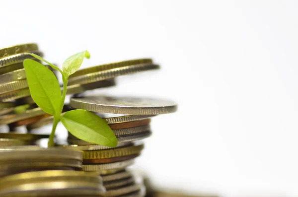 Planta y lote de monedas — Foto de Stock