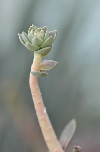 Sedeveria φυτό κατά τις πρώτες ημέρες της άνοιξης. — Φωτογραφία Αρχείου